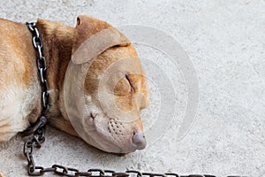 A dog sleep on floor with chain