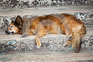 Dog sleeping