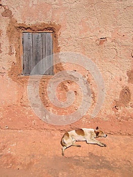 Dog sleeping along a house