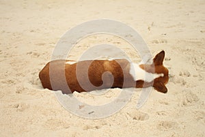 Dog sleeping back side on sand