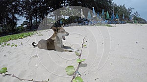 Dog sleeping on beach