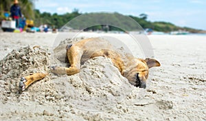 Dog sleeping on a beach covered with sand