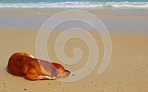 Dog sleeping on the beach