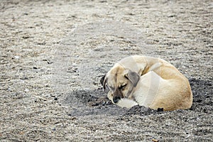 Dog sleeping on the beach