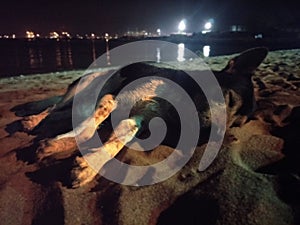 A dog sleeping on the beach at night