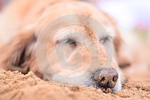 Dog sleeping on the beach with nose covered in sand