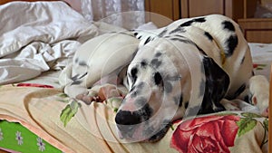 The dog is sleeping on the bed. Sleeping Dalmatian