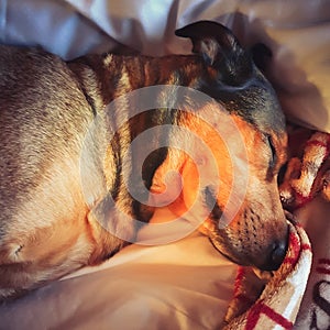 Dog sleeping on a blanket