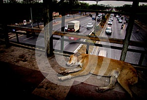 Dog sleeping on a bridge ,vehicles down the bridge passing (Selective focus)