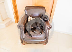 Dog sleeping on a brown leather retro chair.