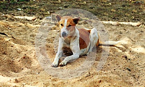 Dog is sleeping canidae in sand