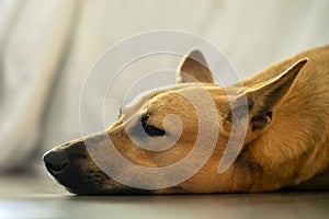 the dog is sleeping, a close-up of the head of a red-haired mutt dog. comfort and tranquility of pets