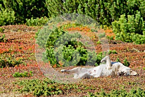 Dog sleeping in colorful vegetation