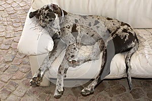 Dog sleeping on couch