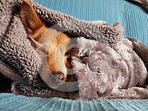 Dog sleeping on the couch covered with blanket