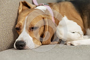 The dog is sleeping on the couch. Love and tenderness for pets. Close-up