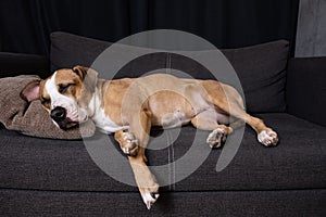 Dog sleeping on the couch.