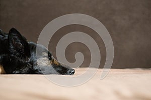 Dog sleeping on the couch, standing at home concept, healthy pets, black shephard dog head portrait