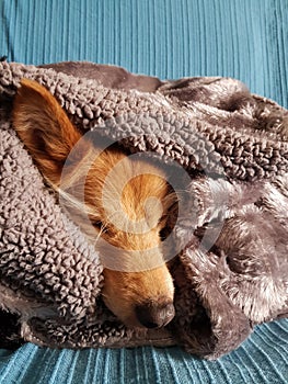 Dog sleeping covered with blanket