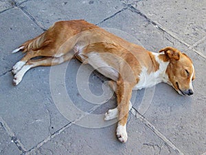 a dog is sleeping on the floor