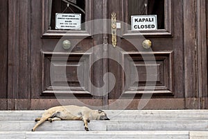 Dog sleeping in front of a closed administration in Istanbul, Turkey