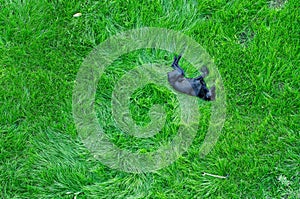 Dog sleeping on green grass