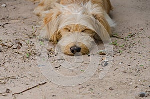 Dog sleeping on the ground. Selective Focus.