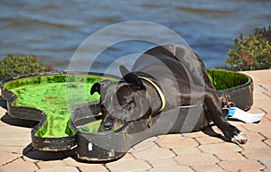 Dog sleeping in a guitar case