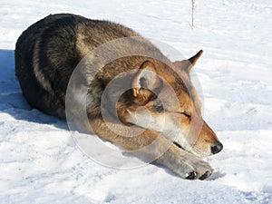 Dog is sleeping lying on snow. Ginger fur