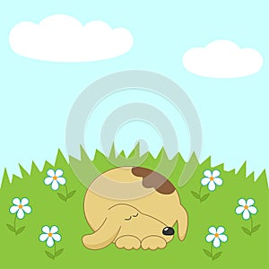 Dog sleeping on the meadow