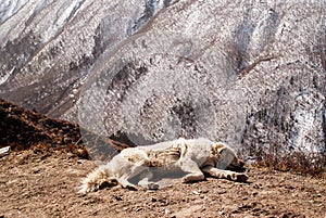 A dog sleeping near foothpath in Himalaya mountains