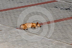 dog sleeping in the parking lot 1