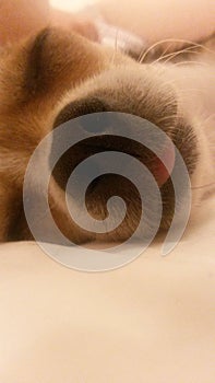 The dog is sleeping peacefully