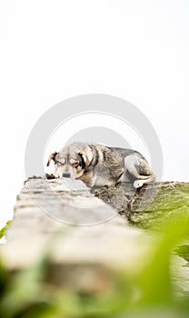 Dog sleeping peacefully in nature