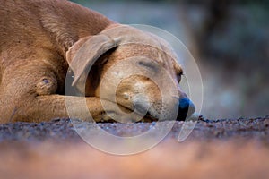 A dog sleeping quietly and calmly on the ground.