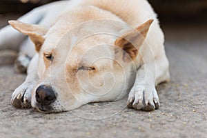 Dog sleeping on the street.