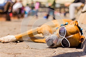 The dog is sleeping in the street wearing glasses