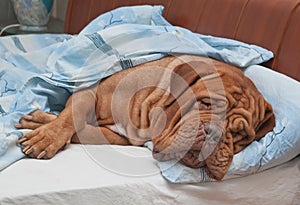 Dog Sleeping Sweetly in Owner's Bed photo