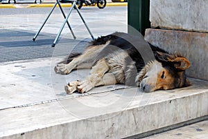 A dog sleeping in Syntagma square in Athens city.