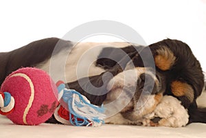 Dog sleeping with toy