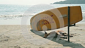 Dog sleeping under Surf Rescue surfboard