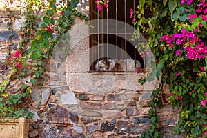 Dog sleeping on the window in the City of Caceres in Spain