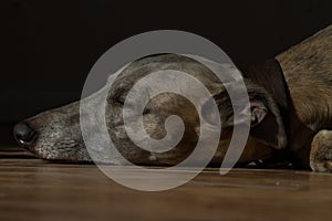 Dog Sleeping on wooden floor