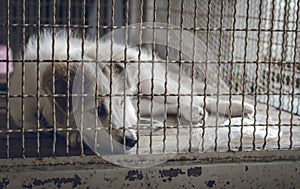 A dog sleeps in a cage and feeling lonely