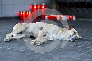 dog sleeps peacefully in the heat of the candles in the wax burner of San Bento da Porta Aberta, Portugal. photo