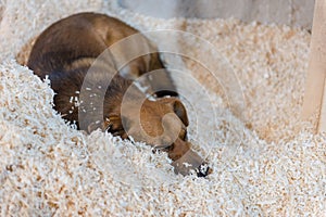 The dog sleeps on sawdust. Ginger dog is sleeping