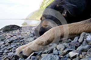 The dog sleeps on the seashore