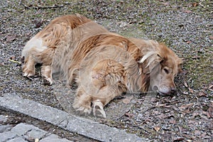 a dog sleeps on the side of a road