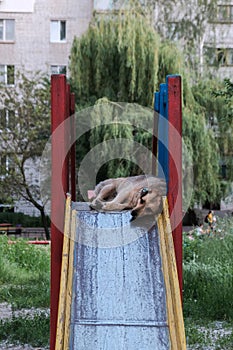 dog sleeps on slide in the playground at cloudy summer day