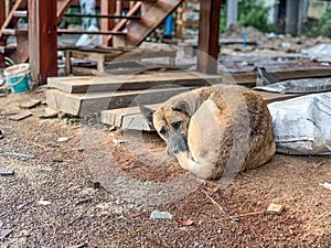 The dog slept with coldness. photo